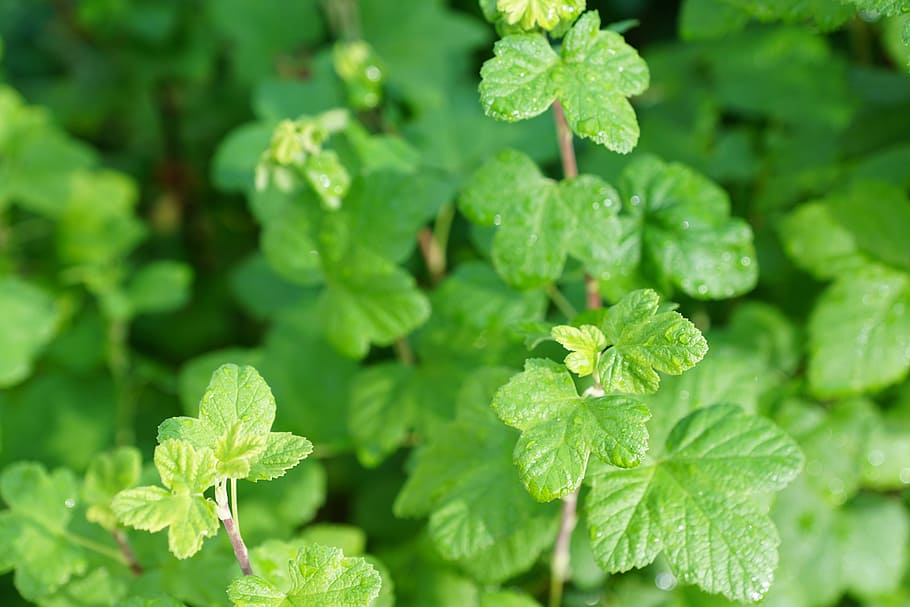 currant, bush, leaves, green, spring, aroma, perfume, active substance, cosmetics, spa