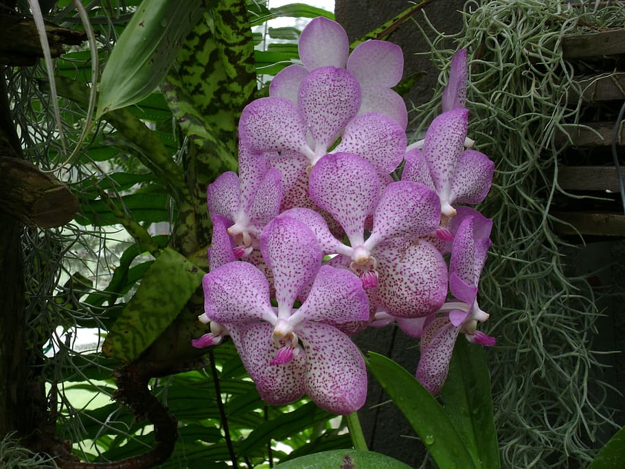 Orchid, Hothouse, Greenhouse, Botanical, flora, pink, horticulture, glasshouse, exotic, tropical
