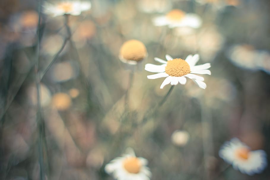 Daisy kesepian, Kesepian, Daisy, bunga, alam, tanaman, di luar rumah, musim panas, padang rumput, close-up
