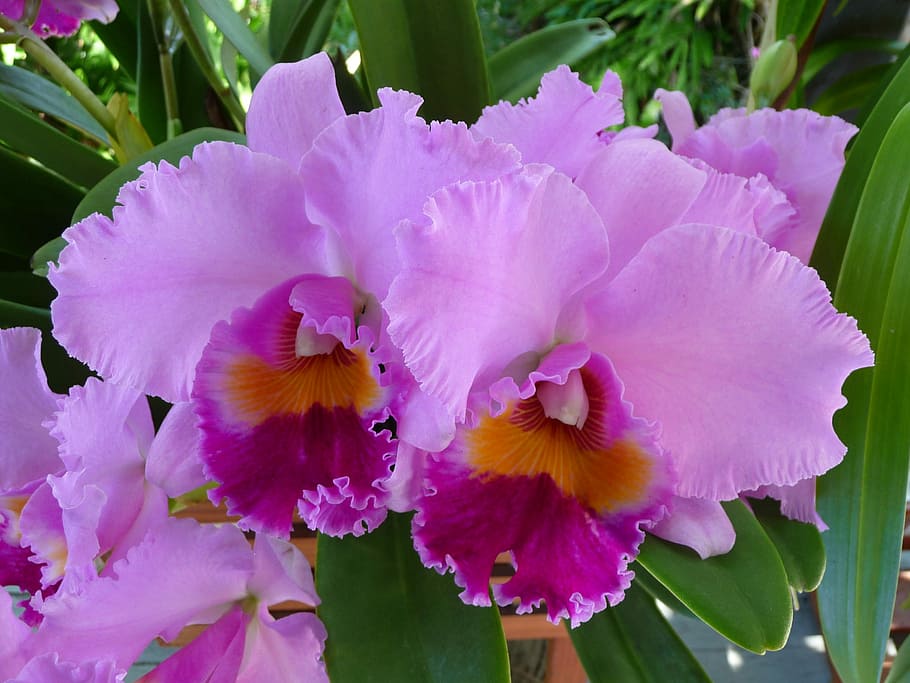 Orquídea, Cattleya, Flor, Flora, Pétalas, colorido, roxo, lilás, pétala, fragilidade