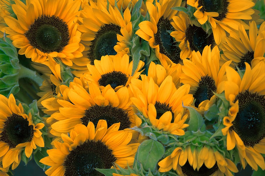 landscape photo, sunflower plants, landscape, sunflower, plants, sunflowers, flowers, petals, sunflower field, yellow