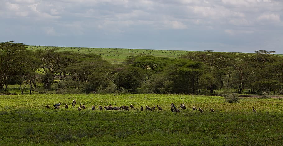 ngorongoro 보존 지역, 탄자니아, 자연, 아프리카, 공원, 여행, 풍경, 야생 동물, ngorongoro, 녹색