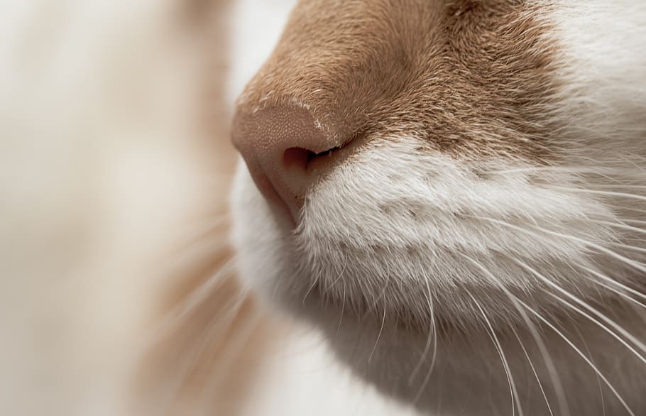 cat, nose, snout, whiskers, tasthaare, close up, macro, red, white, domestic cat
