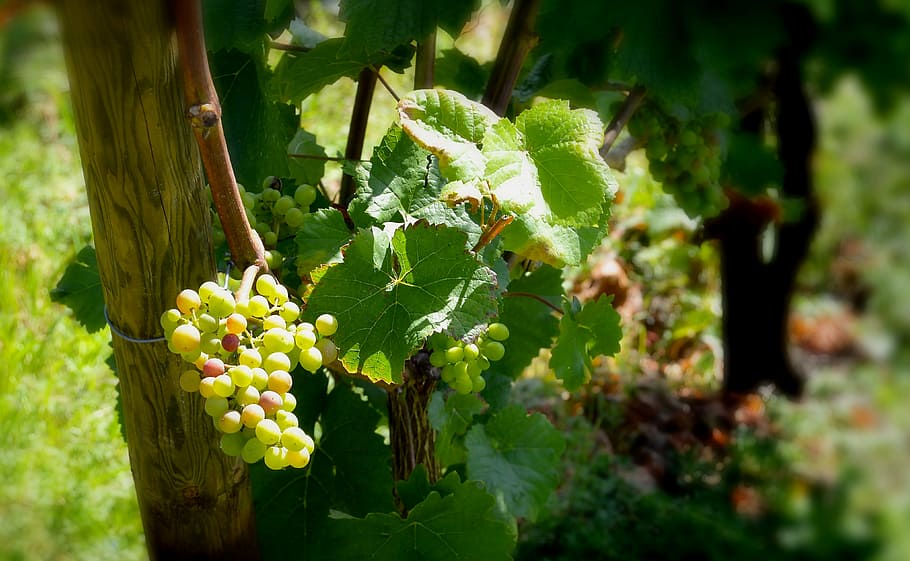 rebstock, grapes, henkel, grape, close, vine, vineyard, grapevine, green, plant