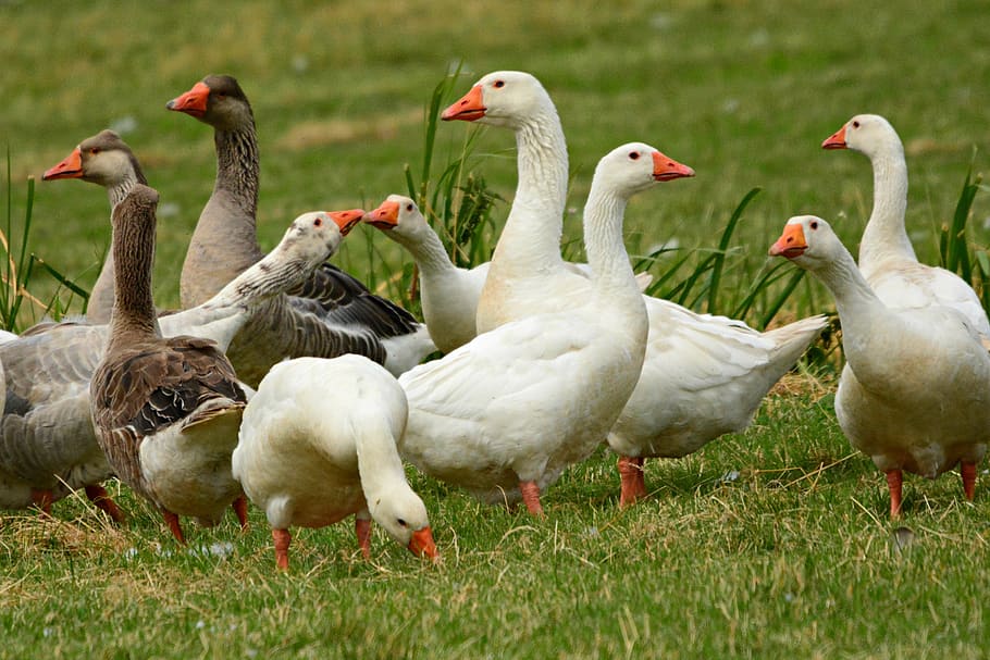 goose, water bird, animal, feather, plumage, bill, gaggle, grass, wildlife, bird