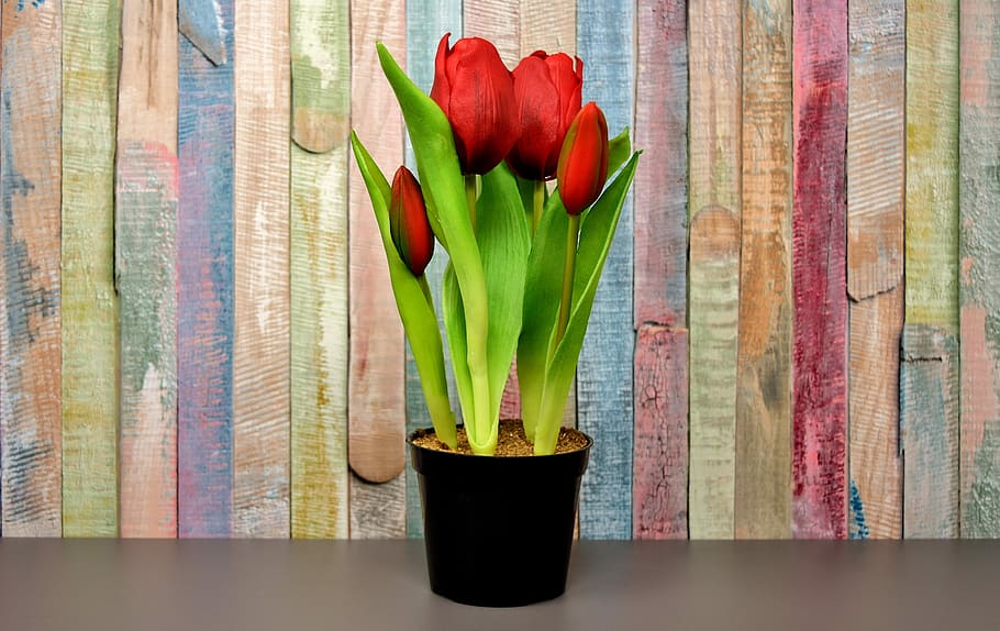 cuatro, rojo, tulipanes, negro, maceta, flores, artificial, primavera, planta, ninguna gente