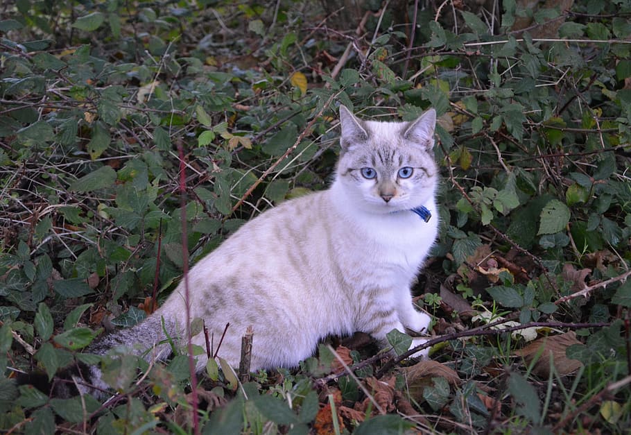 gato, gatito, coño, gato sentado, ojos de gato, ojos azules, naturaleza, gatito gato, animal, felino