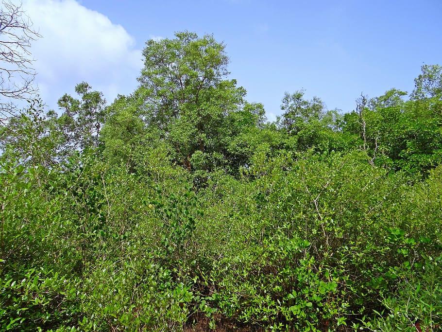 manguezais, estuário do rio terekhol, pântano, goa, índia, planta, árvore, cor verde, crescimento, beleza natural