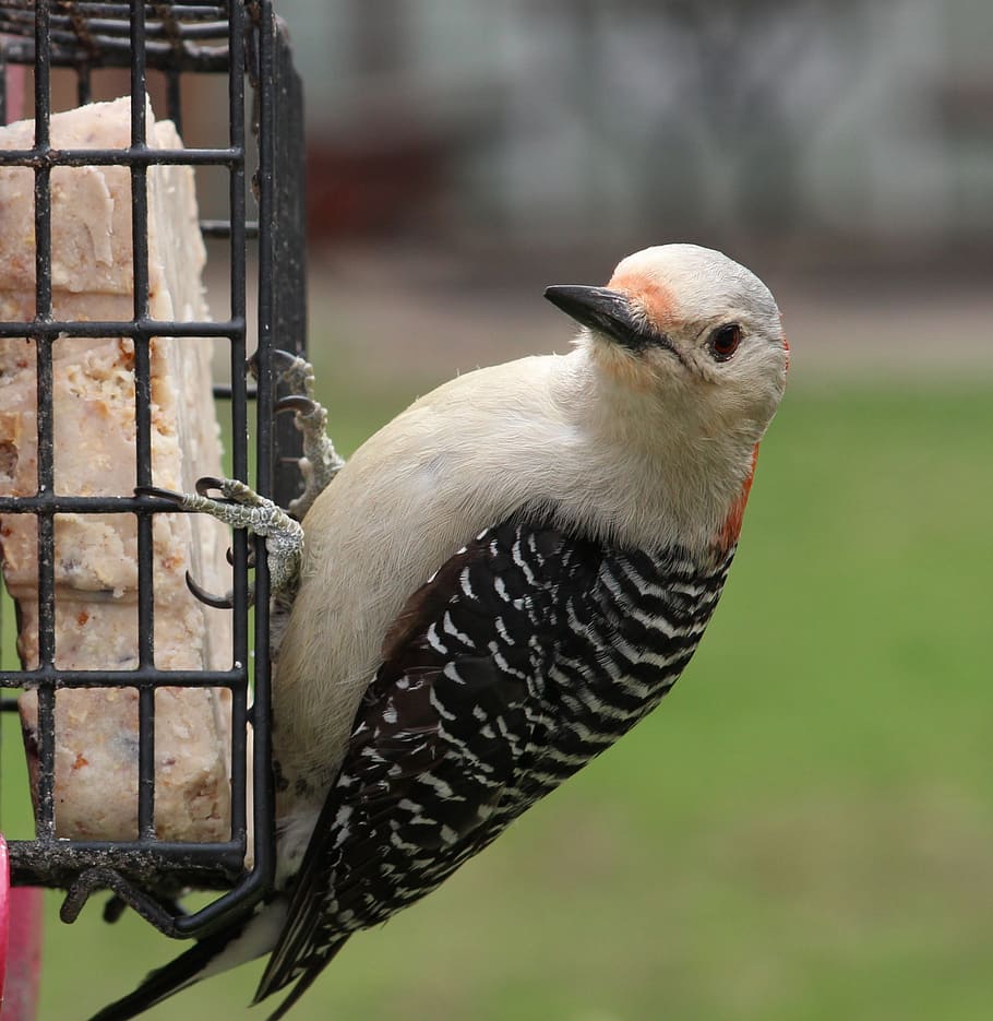 woodpecker, feeder, bird, hello, looking, red-bellied, wildlife, nature, backyard, striped