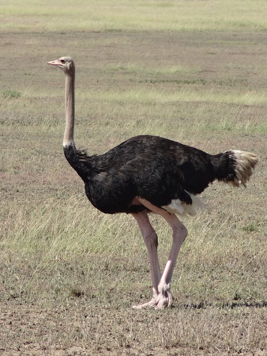 black, white, walking, green, grass, daytime, black and white, Ostrich, walking on, green grass