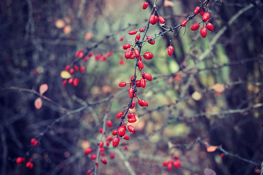 selective, focus photo, red, flower buds, fruit, shallow, focus, photography, berries, plants