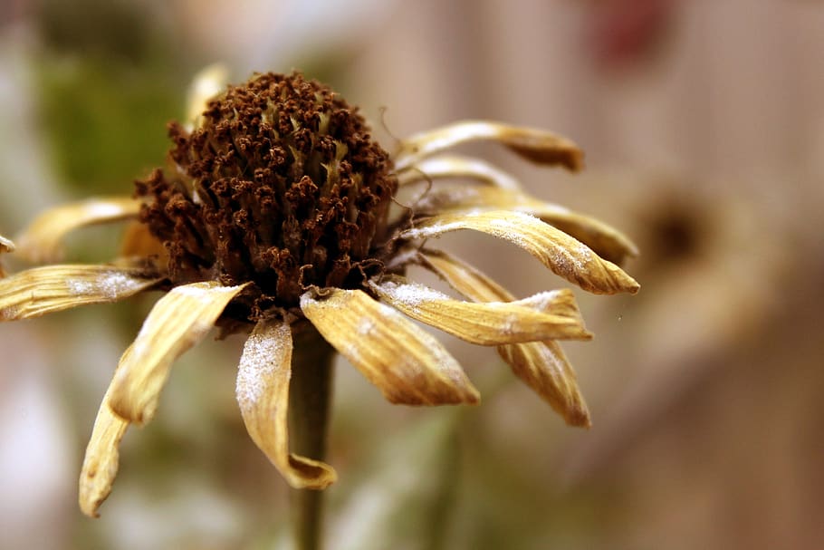 flowers, wither, dry, plant, dead, close-up, focus on foreground, flower, flowering plant, selective focus