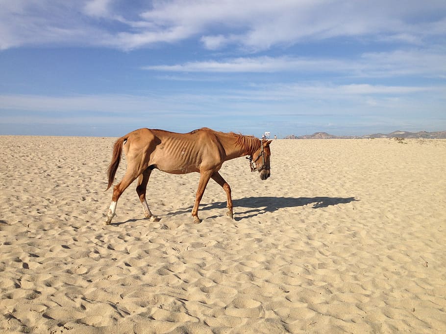 neglected horse, beach desert, famine, animal, animal themes, sand, mammal, land, sky, one animal