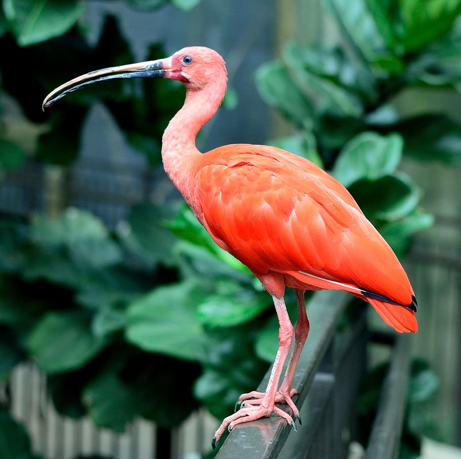 flamingo on fence, scarlet ibis, bird, fly, wings, feather, wildlife, beak, wild, dom