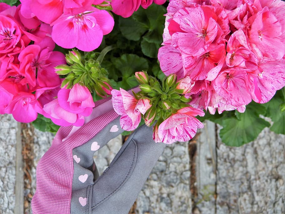 pink flowers, Geranium, Pink, Gloves, Garden, flower care, blossom, bloom, plant, flowers