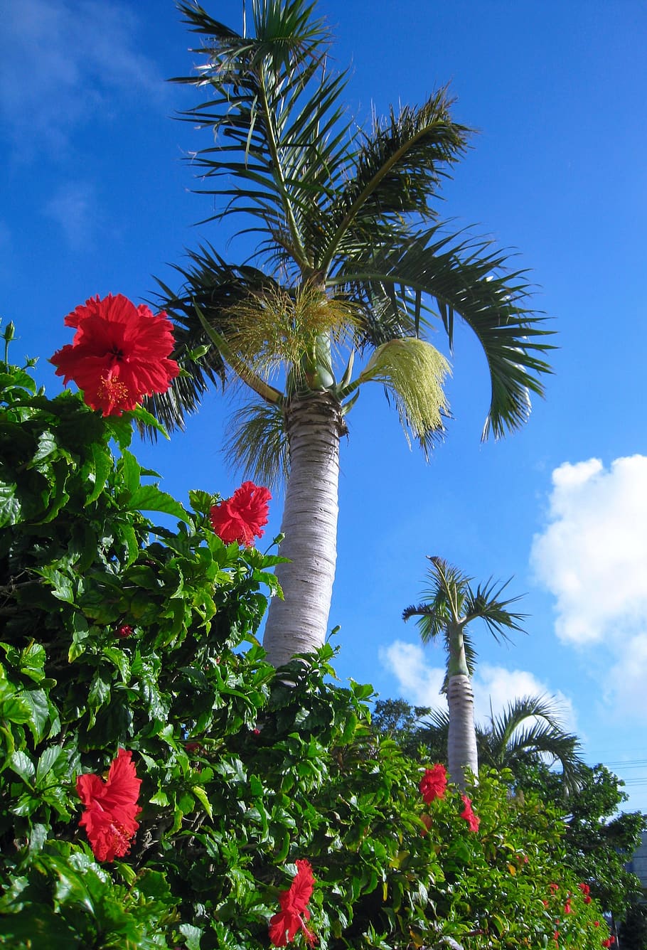 hibiscus, flowers, red, leaf, palm trees, green, sky, wind, cloud, blue