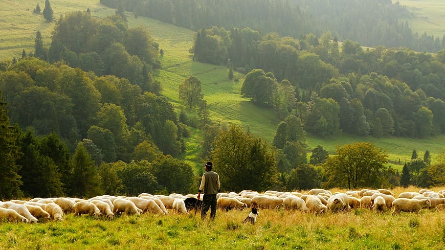 person, standing, herd, sheep, farmer, shepherd, agriculture, livestock, lamb, grass