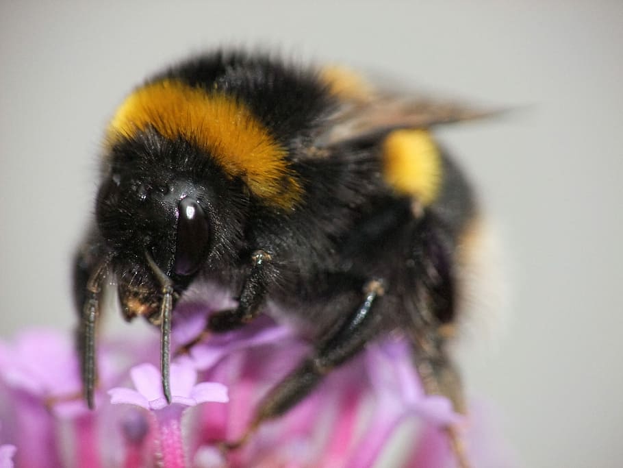 Bumblebee, Stripe, Sting, Wildlife, bumble, flora, honey, wild, pollination, fluffy
