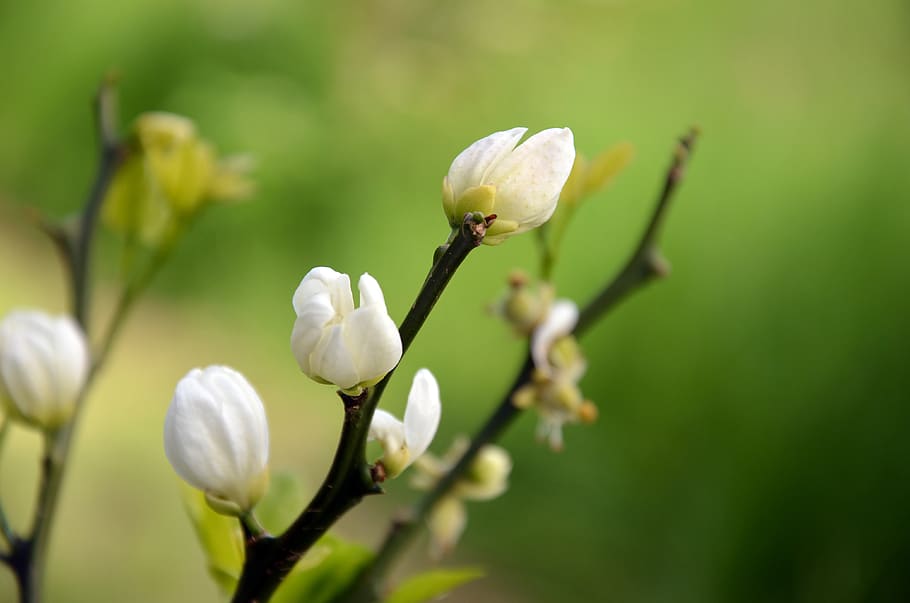 buds, flowers, trees, forest, plants, nature, spring, white, plant, growth
