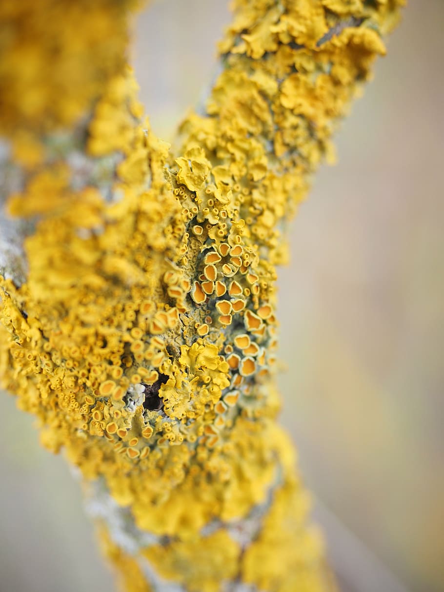 ordinary gelbflechte, tree, fouling, lichen, branch, xanthoria parietina, weave, yellow, mushroom, mykobionten