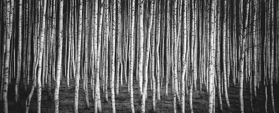 foto grayscale, log pohon, birch, hutan brezový, alam, rusia, putih, putih dan hitam, pohon, hutan