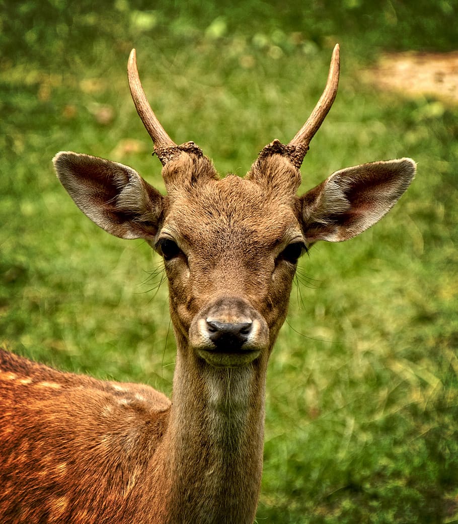 brown deer, fallow deer, damtier, dama dama, female, wild animal, livestock, horned, face, head