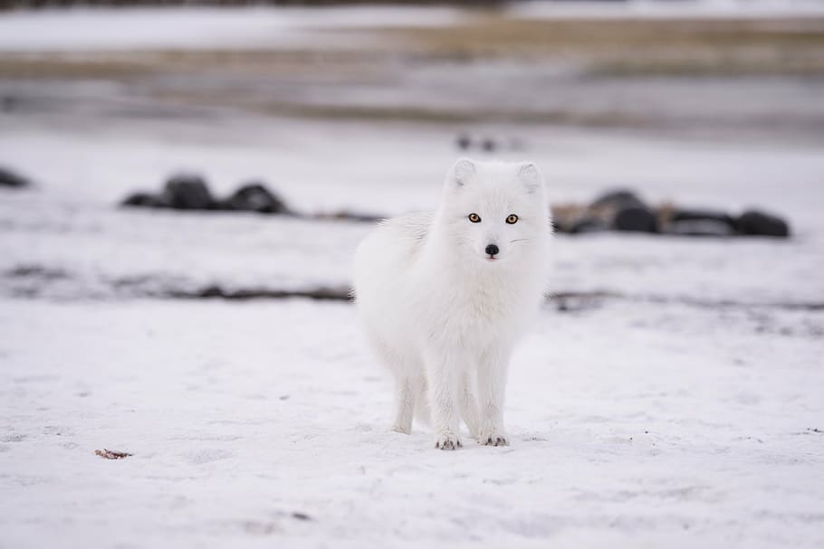 putih, serigala, lapangan salju, salju, musim dingin, dingin, cuaca, es, hewan, bulu