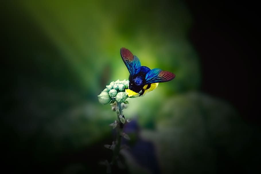 blue, red, insect perching, yellow, flower, humble - bee, insect, bee, one animal, animal themes