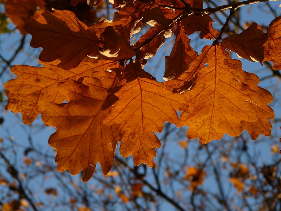 oak leaves, oak, quercus, sessile oak, quercus petraea, winter oak, golden autumn, golden october, autumn, october