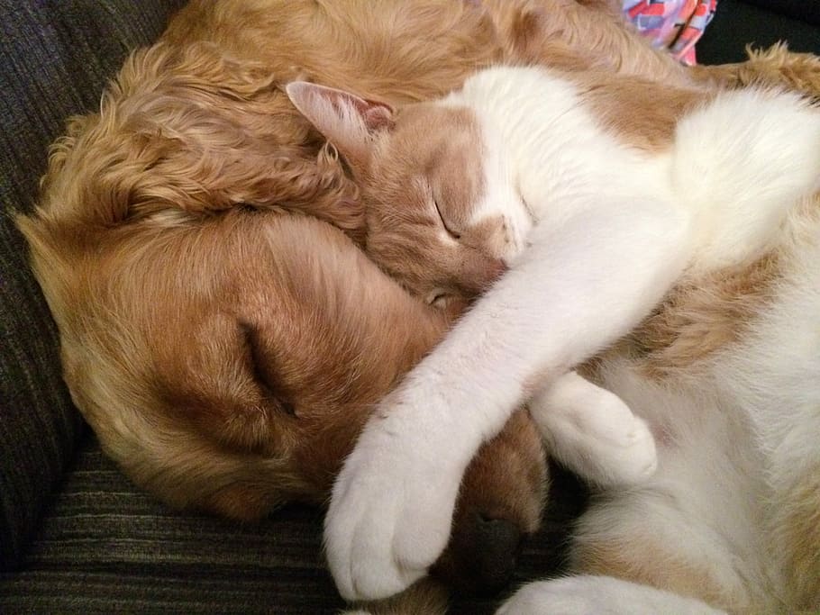 oranye, putih, kucing, sedang tidur, di samping, spaniel cocker Inggris dewasa, gelap, Golden Retriever, anjing dan kucing, kucing dan anjing
