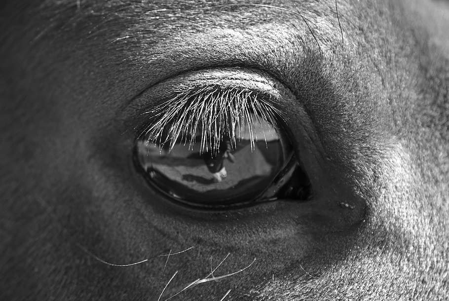 grayscale photography, human, eye, black and white, horse, close-up, macro, animal, mammal, eye lashes