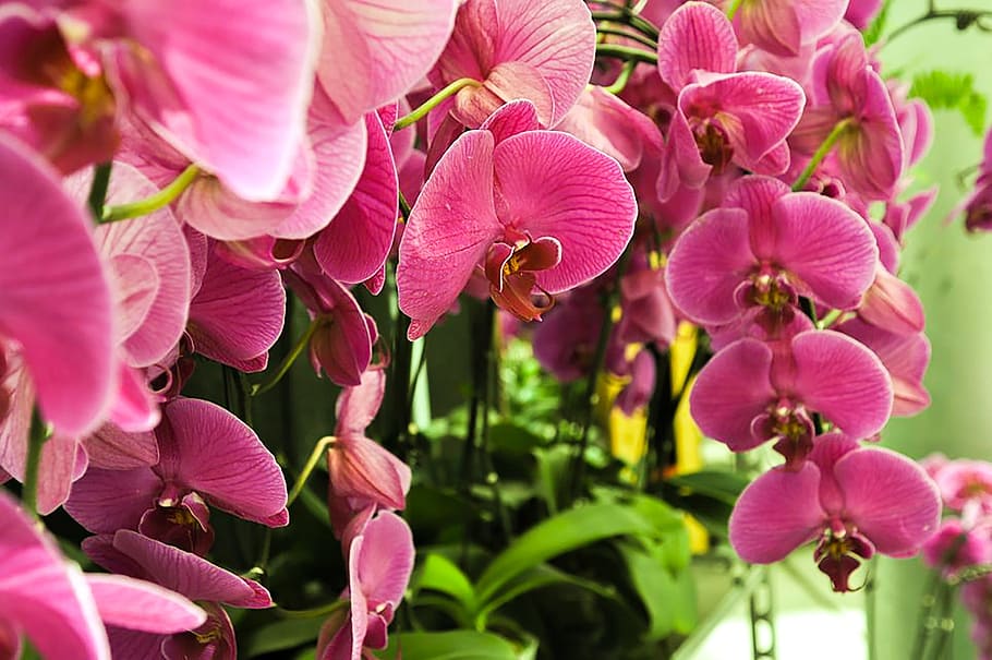 Phalaenopsis, flores, plantas, orquídeas, planta floreciendo, flor, color rosado, planta, pétalo, belleza en la naturaleza