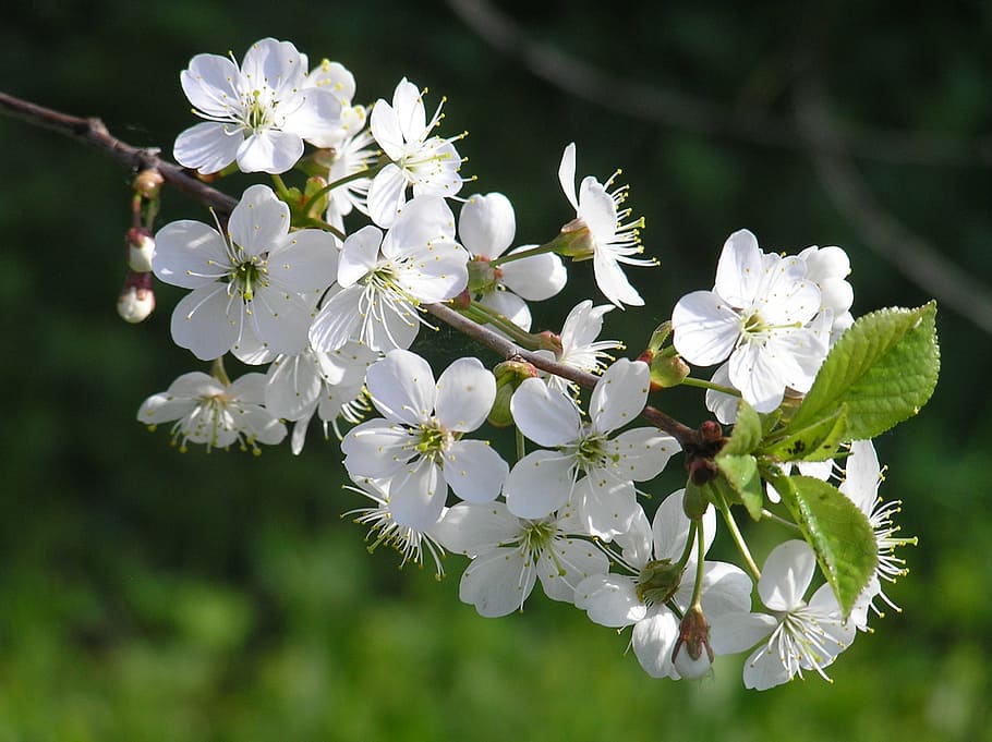 Белая вишня. Malus ioensis. Prunus spinosa вишня. Зеленое насаждение - Прунус. Цветение деревьев весной презентация.