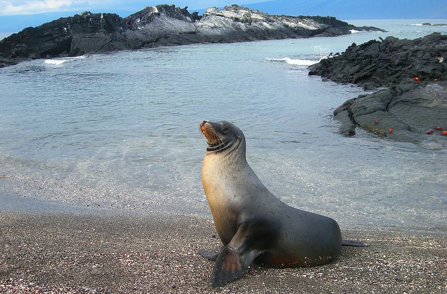 sea lion, beach shore, sea, lion, seal, ecuador, island, pacific, ocean, equator