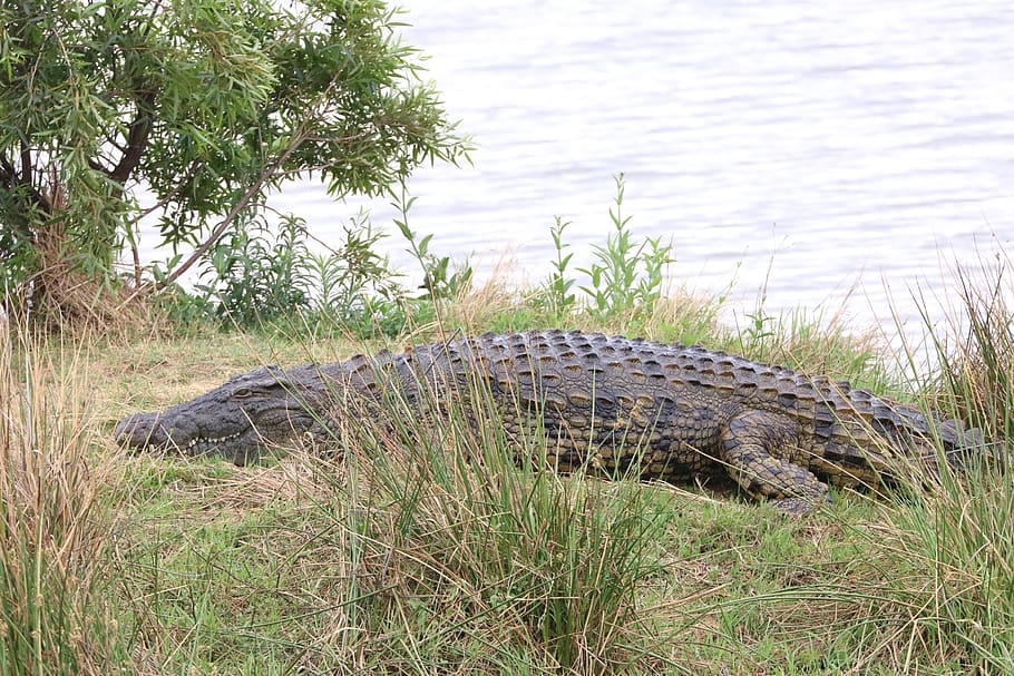 crocodile, nile crocodile, reptile, animal, nature, predator, river, national park, risk, africa