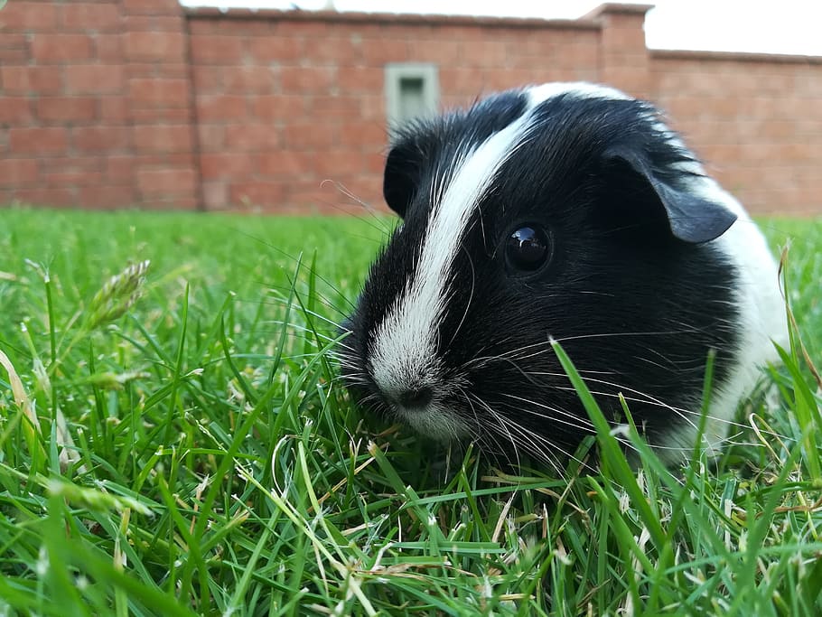 guinea pig, pet, cute, grass, plant, animal, animal themes, one animal, mammal, field