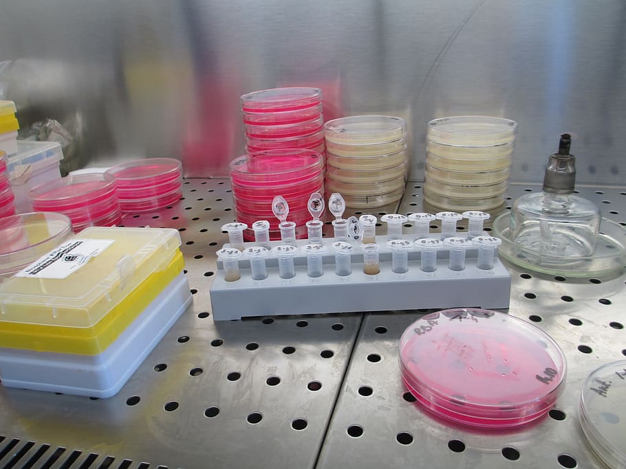 laboratorio, ciencia, investigación, biología, científico, equipo, muestra, análisis, microbiología, placa de Petri