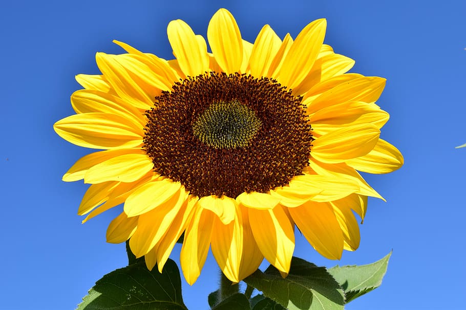 bidikan makro, bunga matahari, kuning, musim panas, mekar, bunga, alam, tanaman, bidang, warna