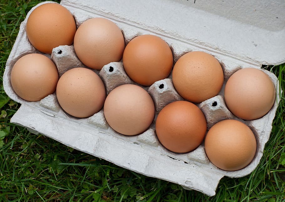 egg, chicken, chickens, easter, easter eggs, farm, hen, agriculture, food, bio