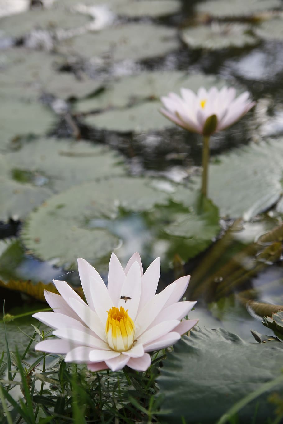 water lily, pond, bloom, sung, thailand, vulnerability, plant, flower, fragility, petal
