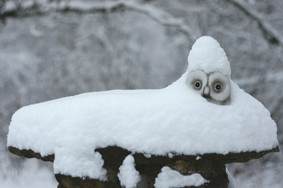 gray, owl, covered, snow, daytime, winter, snowy owl, white, decoration, snowy