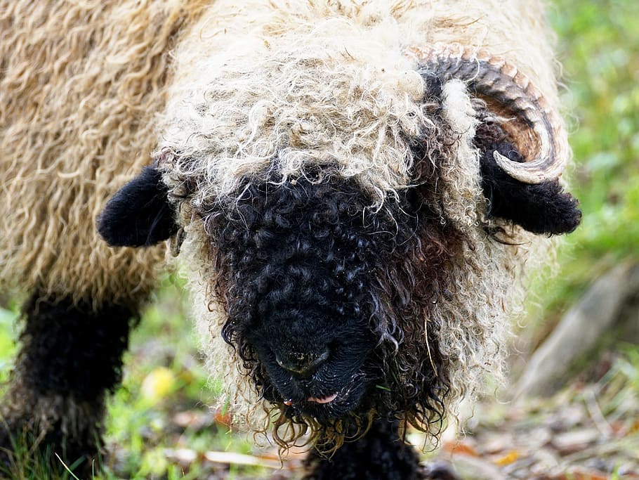 black nosed sheep, sheep, valais black nose sheep, livestock, black, white, twisted horns, horn, nature, animal
