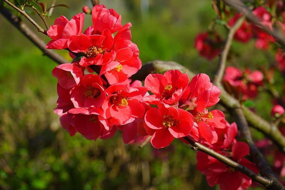 red cherry blossoms, japanese ornamental quince, flowers, red, red orange, bush, branch, chaenomeles japonica, ornamental quince, chaenomeles