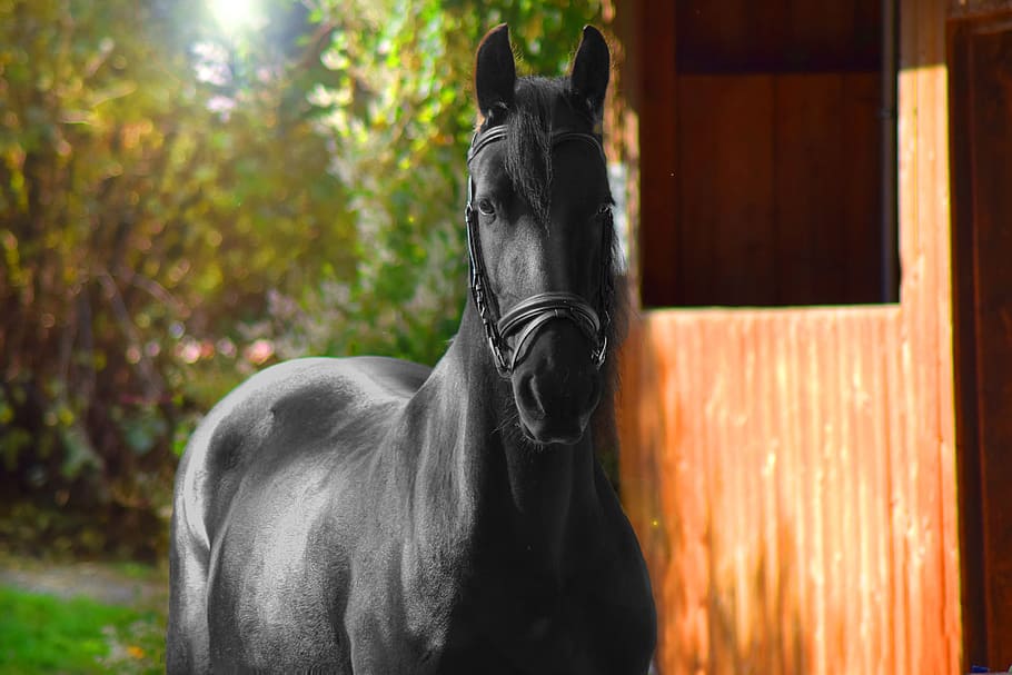 tilt shift lens photography, black, horse, daytime, shallow focus, photography, black horse, stall, animal, friese