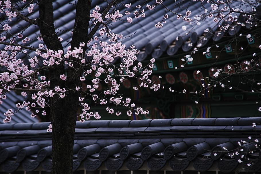 flowering, cherry, blossom, tree, republic of korea, traditional, forbidden city, construction, the doors live, moon