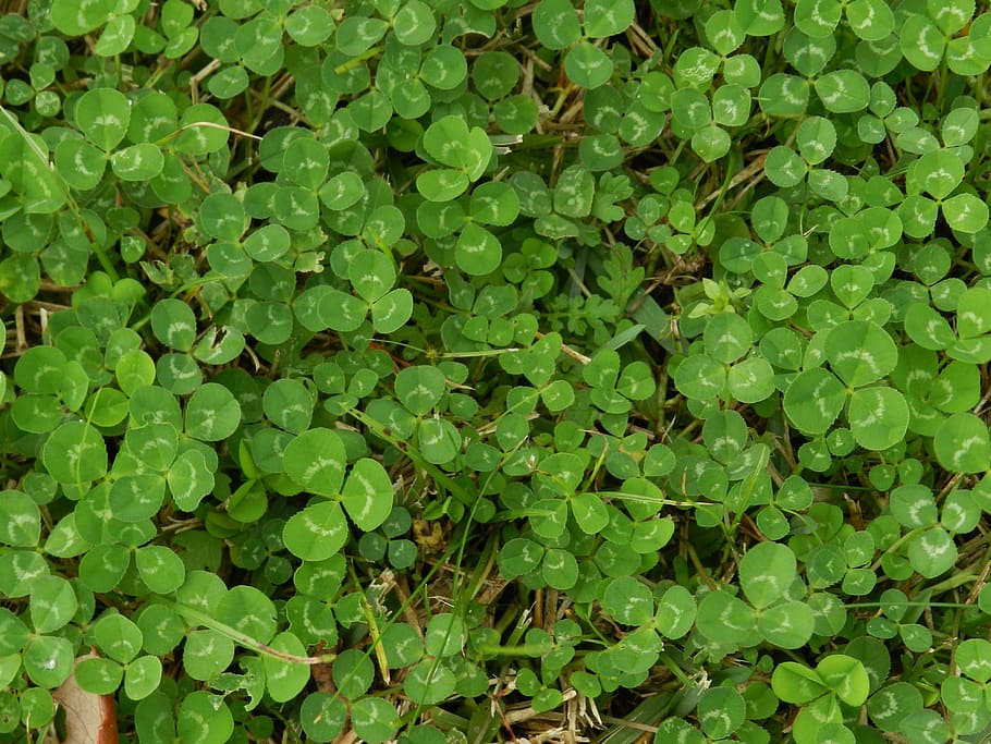 clover, green, luck, shamrock, symbol, plant, leaf, green leaf, green leaves, irish
