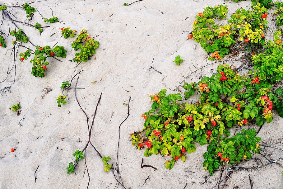 Plant, Creeper, Red, Sand, Beach, green, red, sand, beach, the roots of the, fruit, nature
