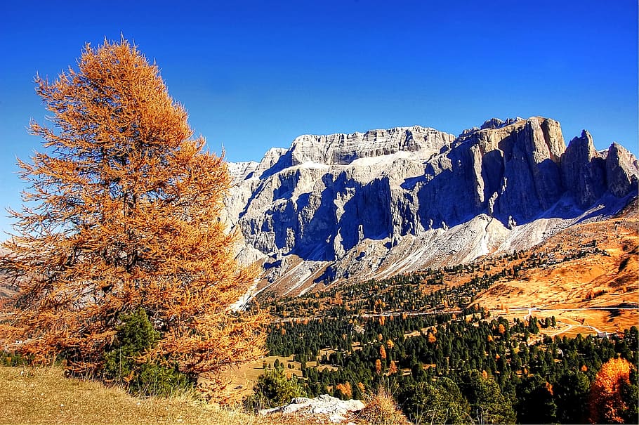 brown, leafed, tree, gray, mountain, dolomites, mountains, italy, south tyrol, alpine