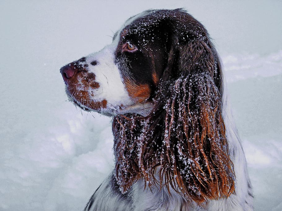 winter, snow, portrait, dog, springer spaniel, pet, pet photography, head, quadruped, animal