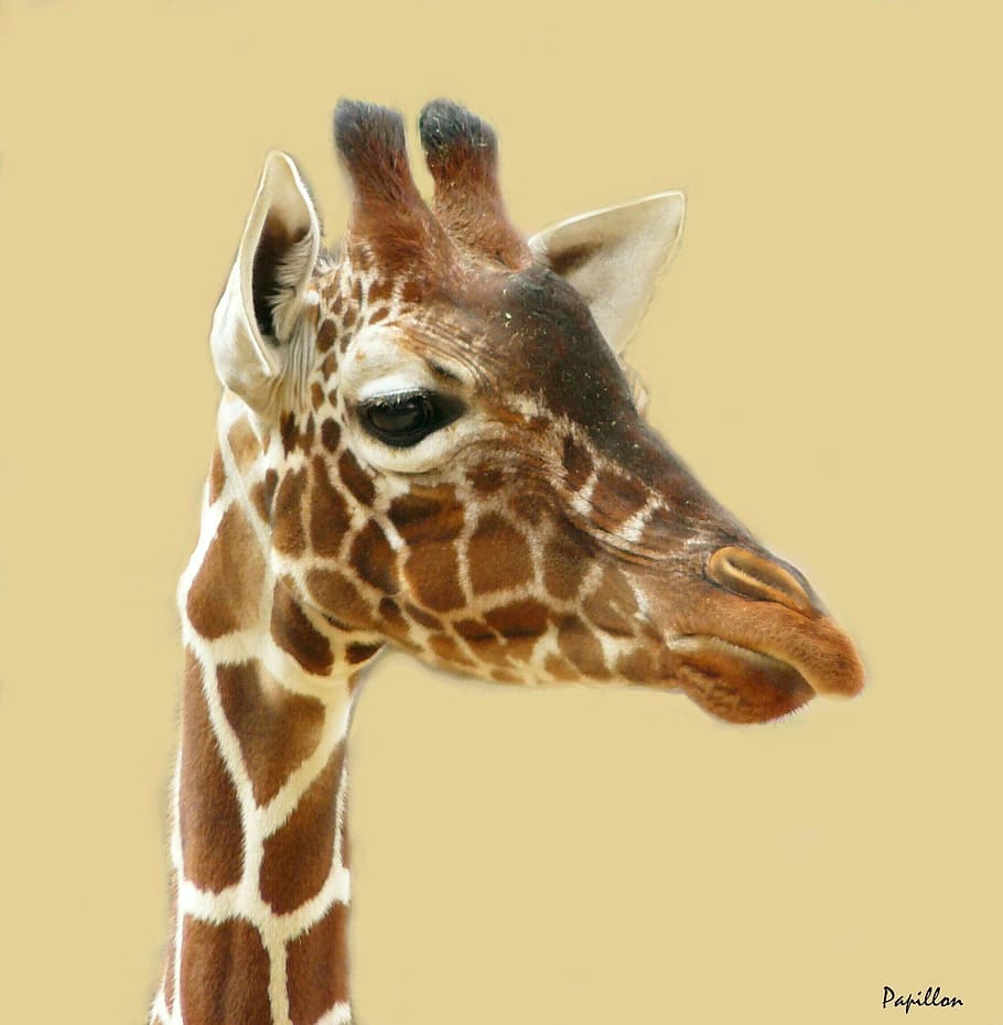 giraffe head painting, giraffe, giraffes, animal, animals, head, mammal, neck, animal portrait, head drawing